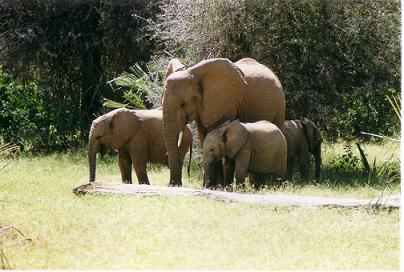 African Elephants 