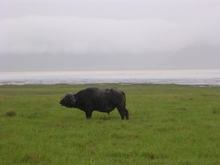 Ngorongoro Water Buffalo up
