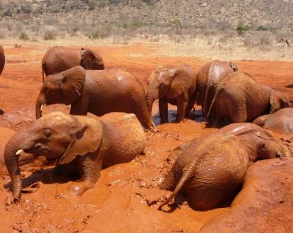 elephants-in-mud.jpg