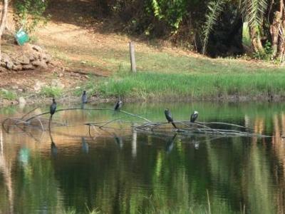 Birds at Forest Trails