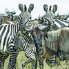 Wildebeest & Zebra, Masai Mara, Kenya ©Acacia Africa