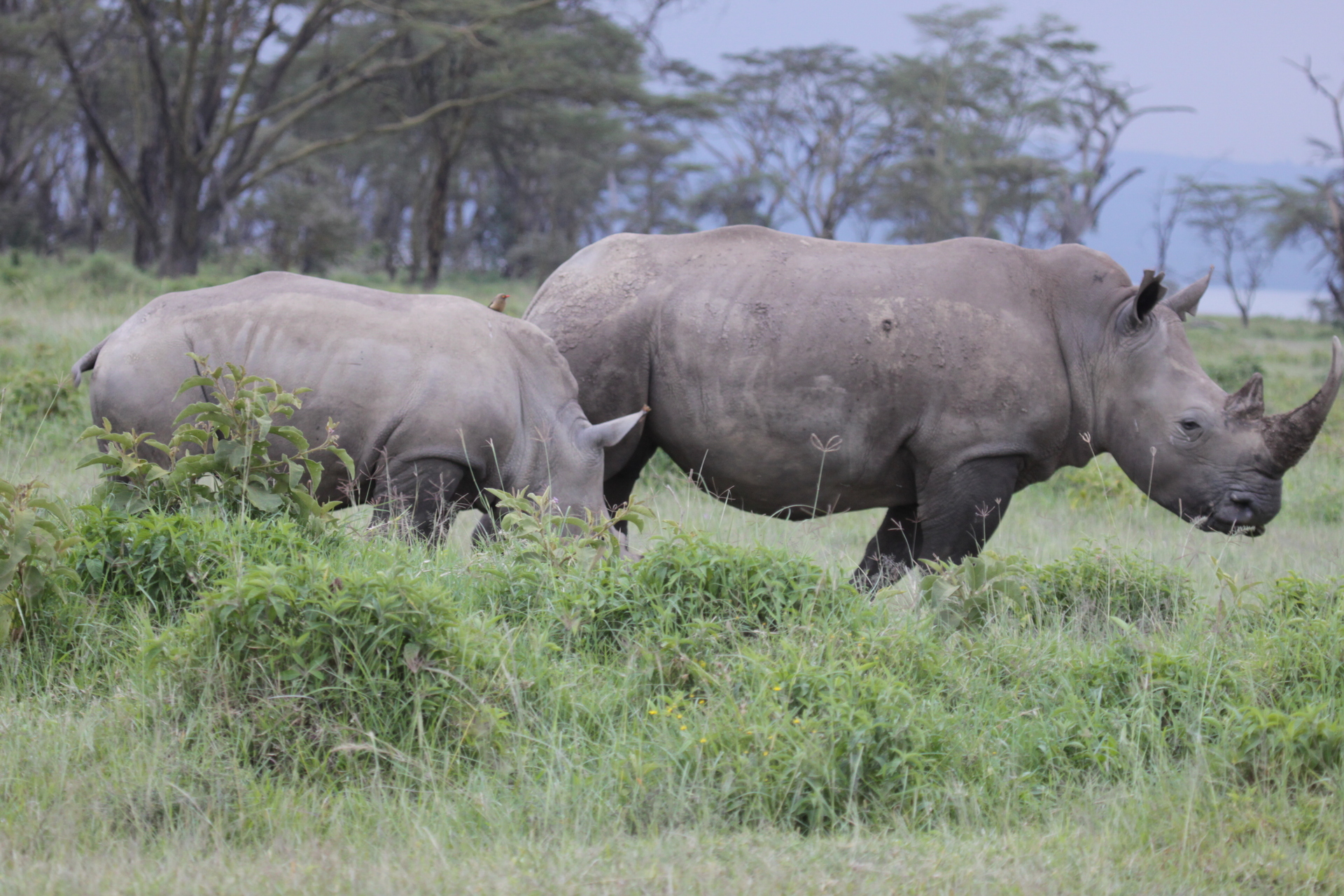 rhino mom with young
