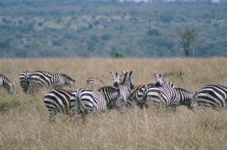 pictures of zebras