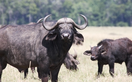 Buffalo in the Mara