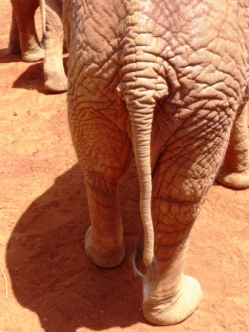 Elephant butt