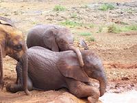 Baby Elephants taking a mud bath