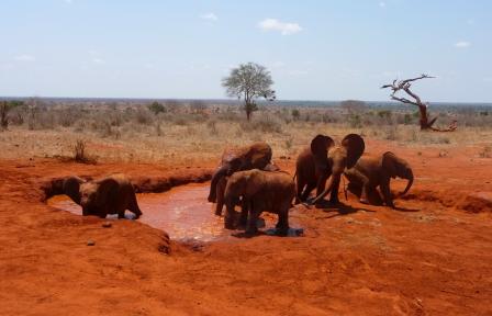Elephants going for mud bath