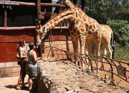 Feeding the Giraffe