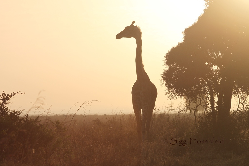Giraffe in the morning light