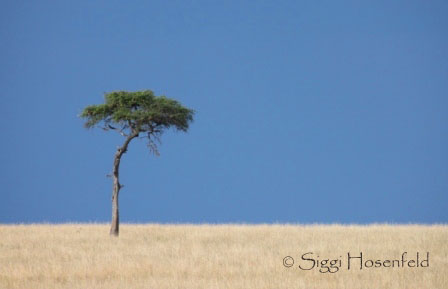 Lone Acacia in Masai Mara