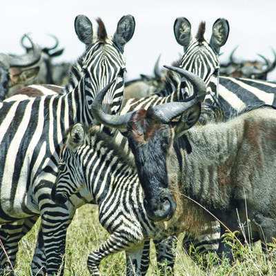 Wildebeest & Zebra, Masai Mara, Kenya ©Acacia Africa
