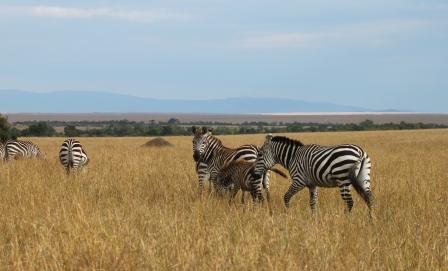 Zebras in Masai Mara