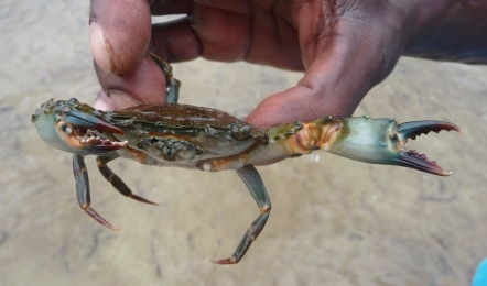 Mida Creek Crab