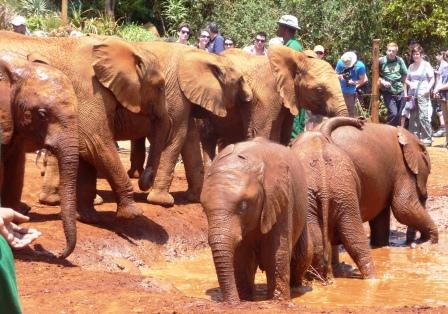 Elephant Baby having a mud bath