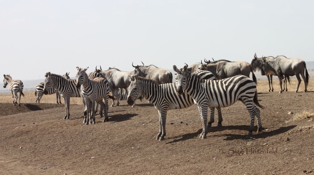 Zebras and wildebeest in Nairobi National Park