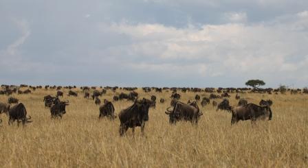 Wildebeest Herd