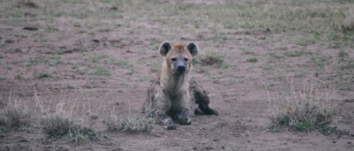 Spotted Hyena © Siggi Hosenfeld