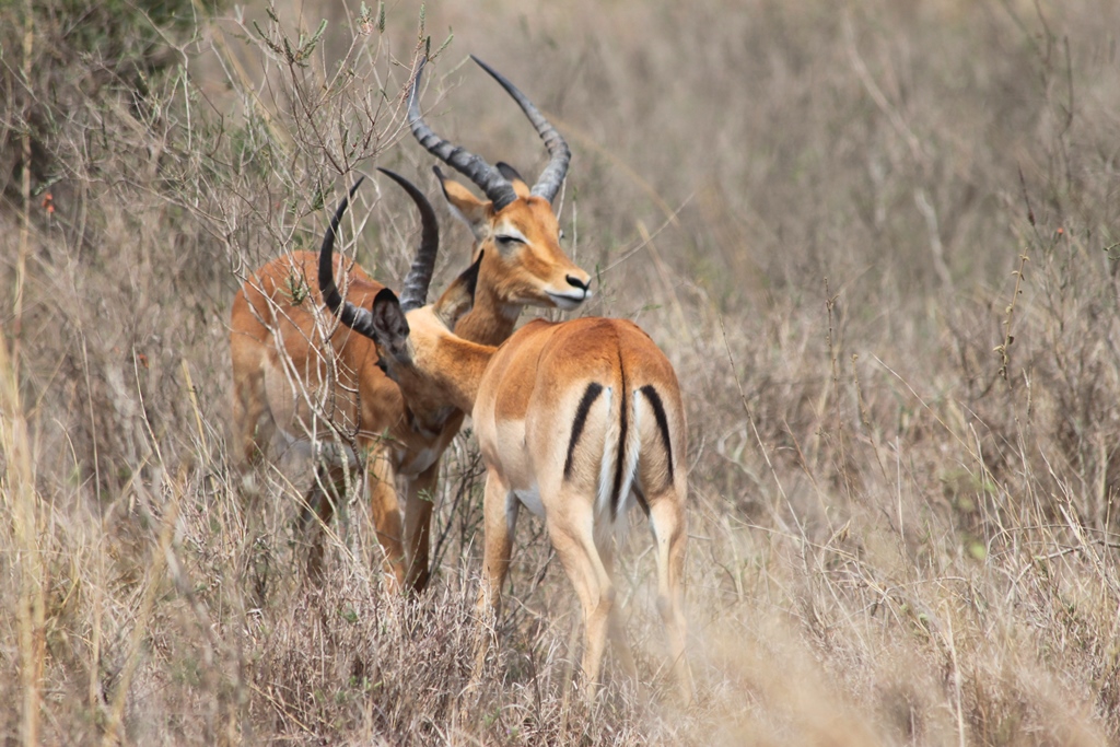 Impala young males
