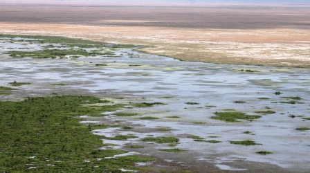 Amboseli National Park Swamp