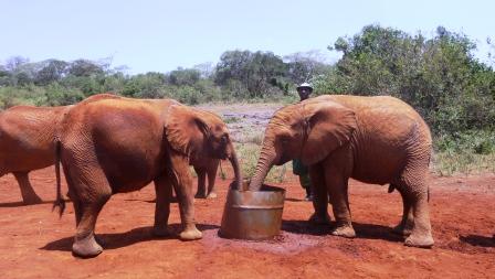 Elephant Babies at Trust having some water