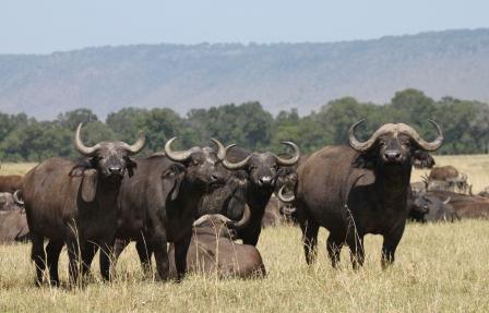Buffalo in Maasai Mara