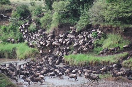 wildebeest river crossing