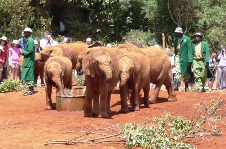 Elephant Babies at Trust