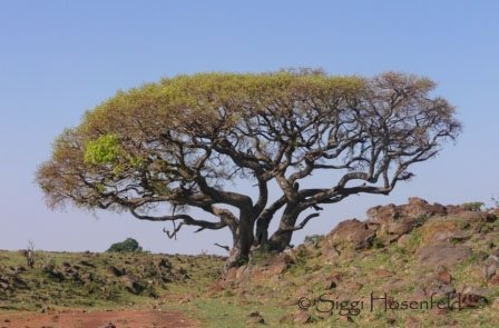 Tree in Masai Mara