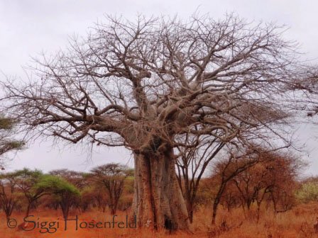 Baobab Tree at Tsavo