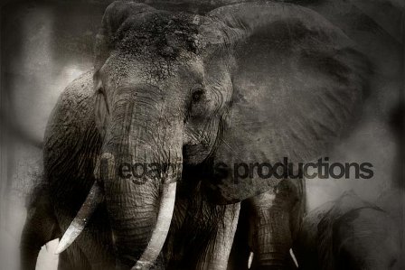 KK Art Elephant